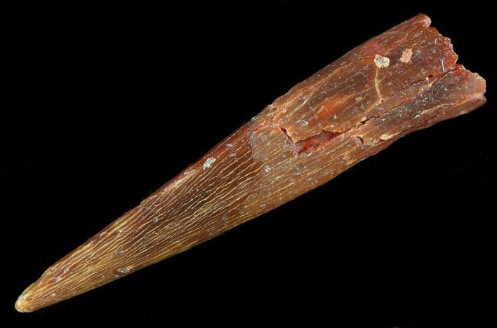 Pterosaur (Siroccopteryx) Tooth - Kem Kem Beds, Morocco #50525